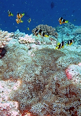 IMG_1268rf_Maldives_Madoogali_Plongee 13_Maaya thila_Anemone et poissons clown de clark